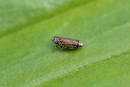Diplocolenus sp.